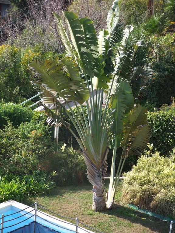 Appartement Au Chateau Vallaya Menton Exteriör bild